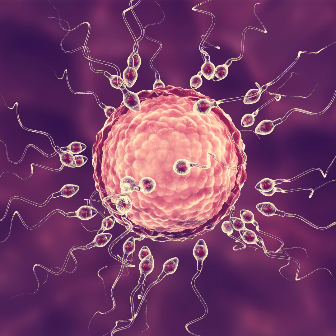 The Role of Nutrition in Fertility: Foods to Eat and Foods to Avoid