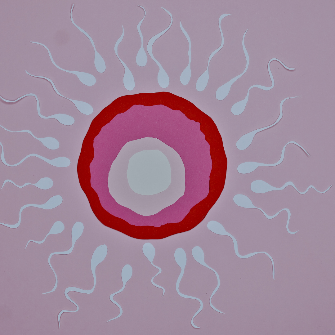 Understanding Ovulation: A Deep Dive