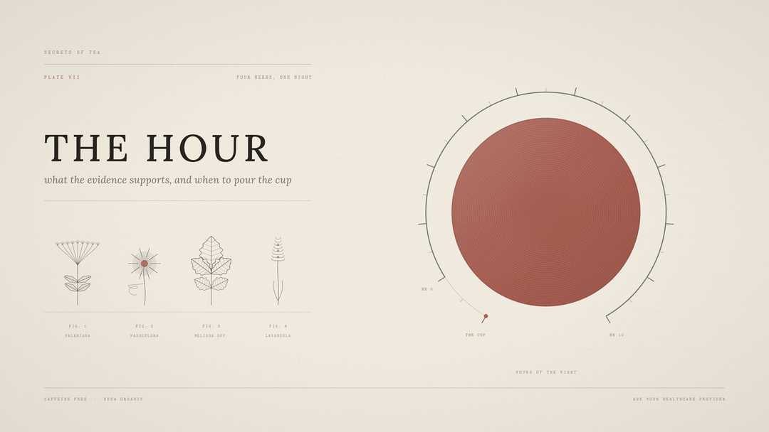 Illustrated plate of herbal sleep aids: valerian, passionflower, lemon balm and lavender beside a ten hour night scale