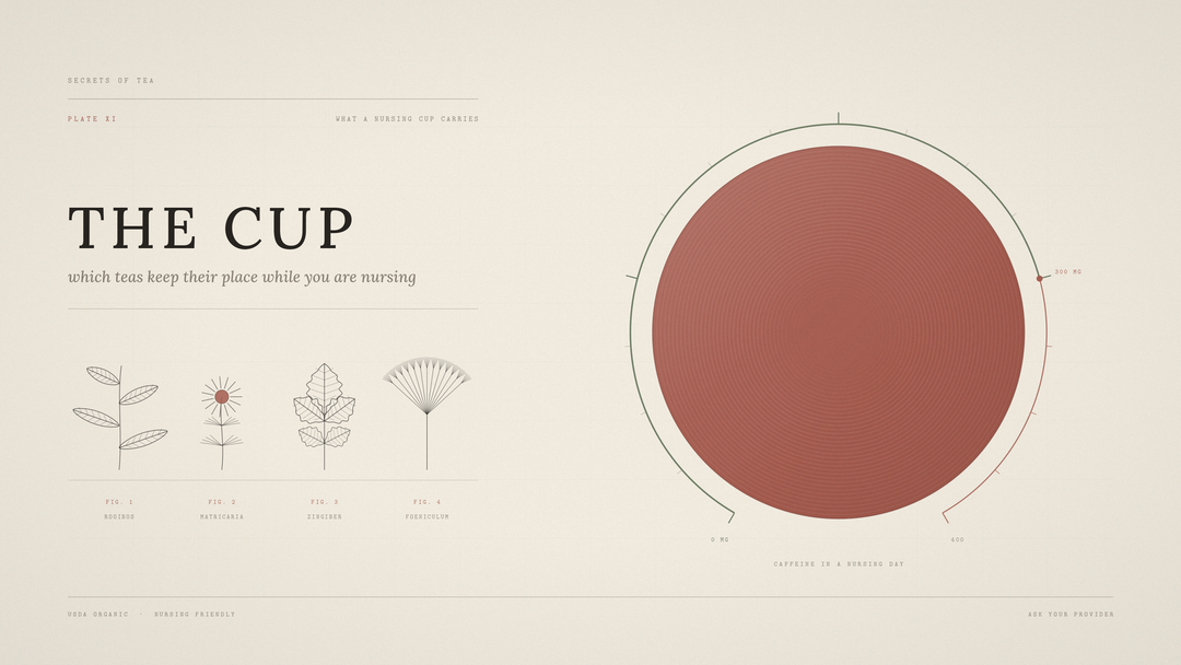 Illustrated plate showing caffeine limits and nursing friendly herbal teas