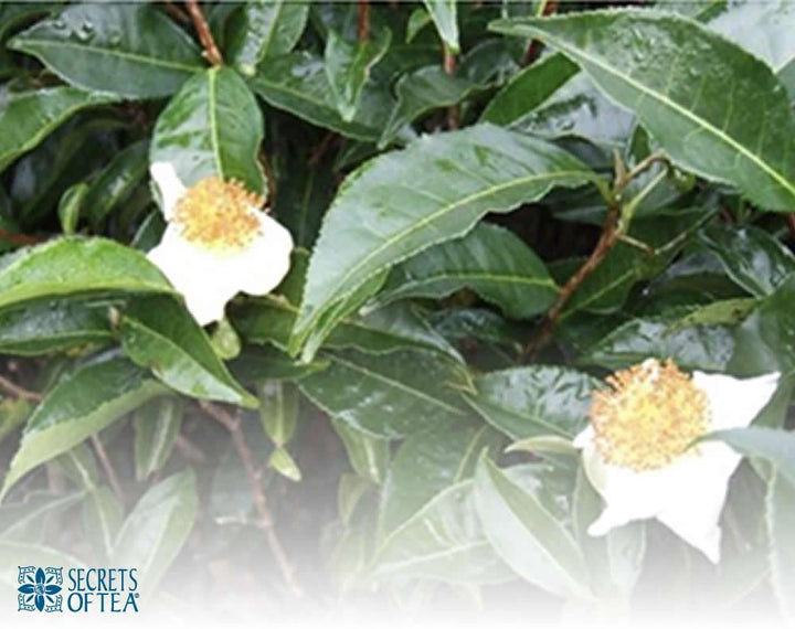 Secrets of tea plant revealed by science | Secrets Of Tea